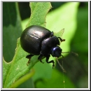 Chrysolina sturmi  - Blattkaefer w01.jpg